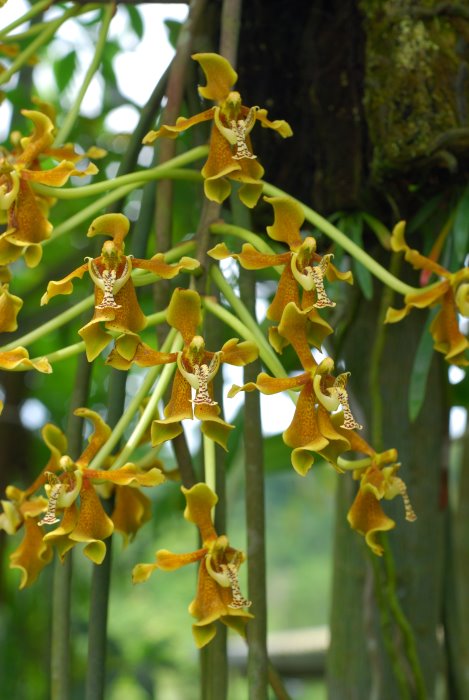 Paraphalaenopsis labukensis