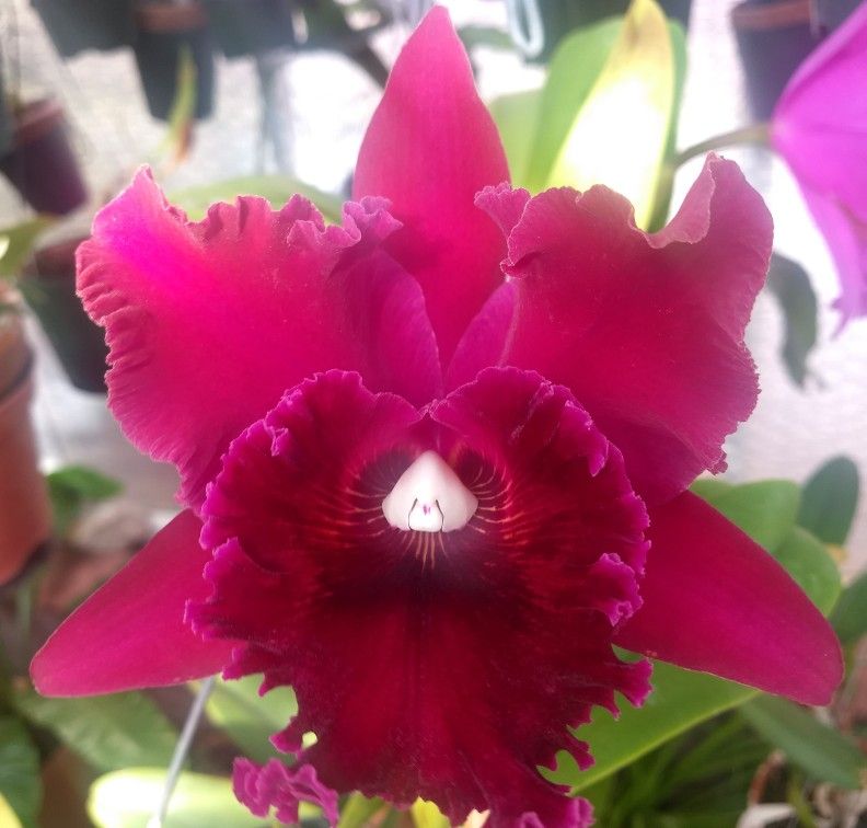 2525 Blc. (Rlc.) Chief Black Diamond
