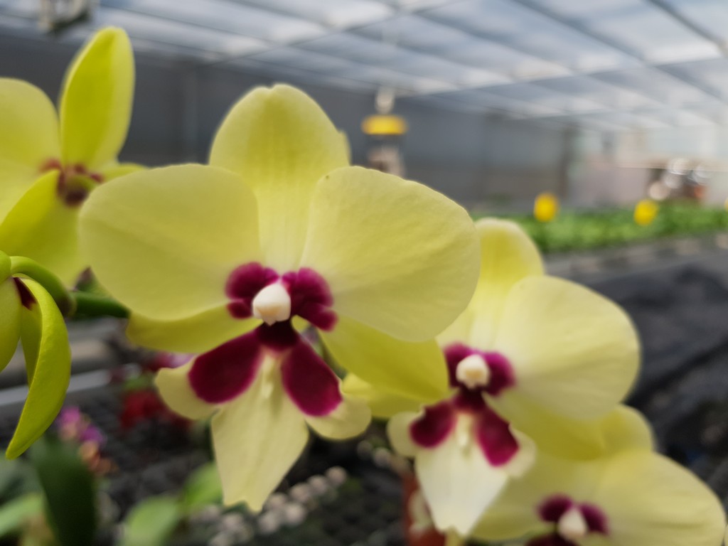 Phalaenopsis Allura "Mercury"