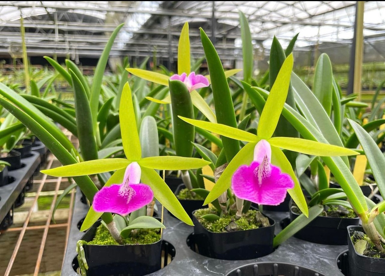 Bc. Gulfshore´s Beauty "Green Gem"