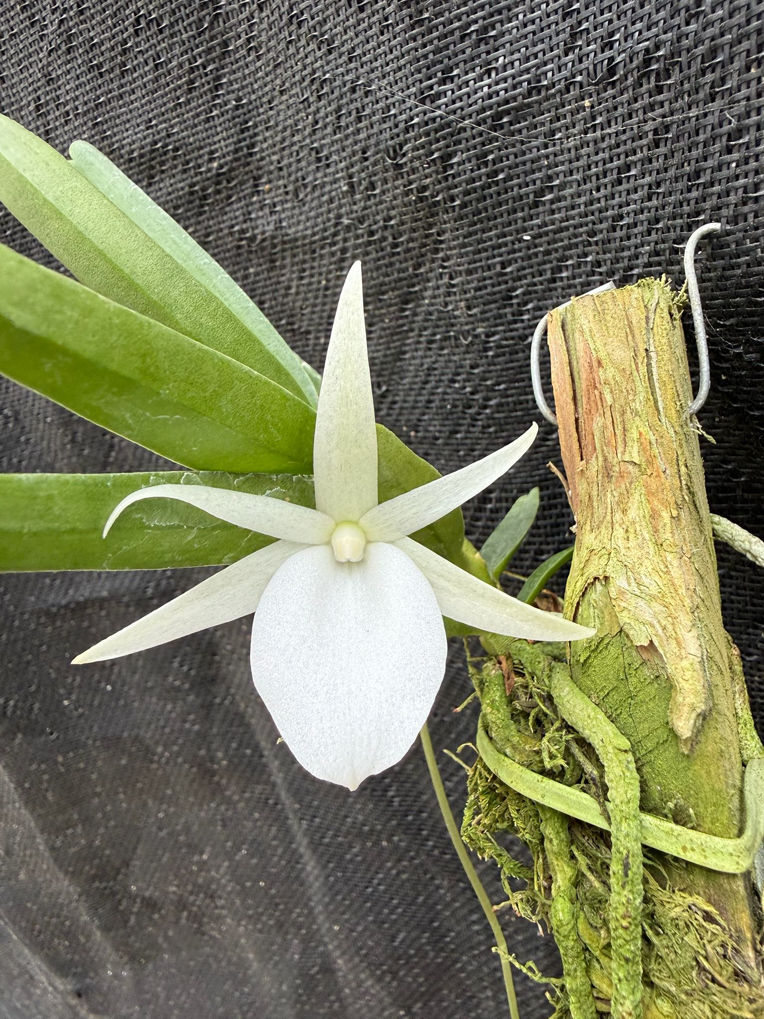 Angraecum didieri