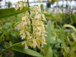Epidendrum ruizianum