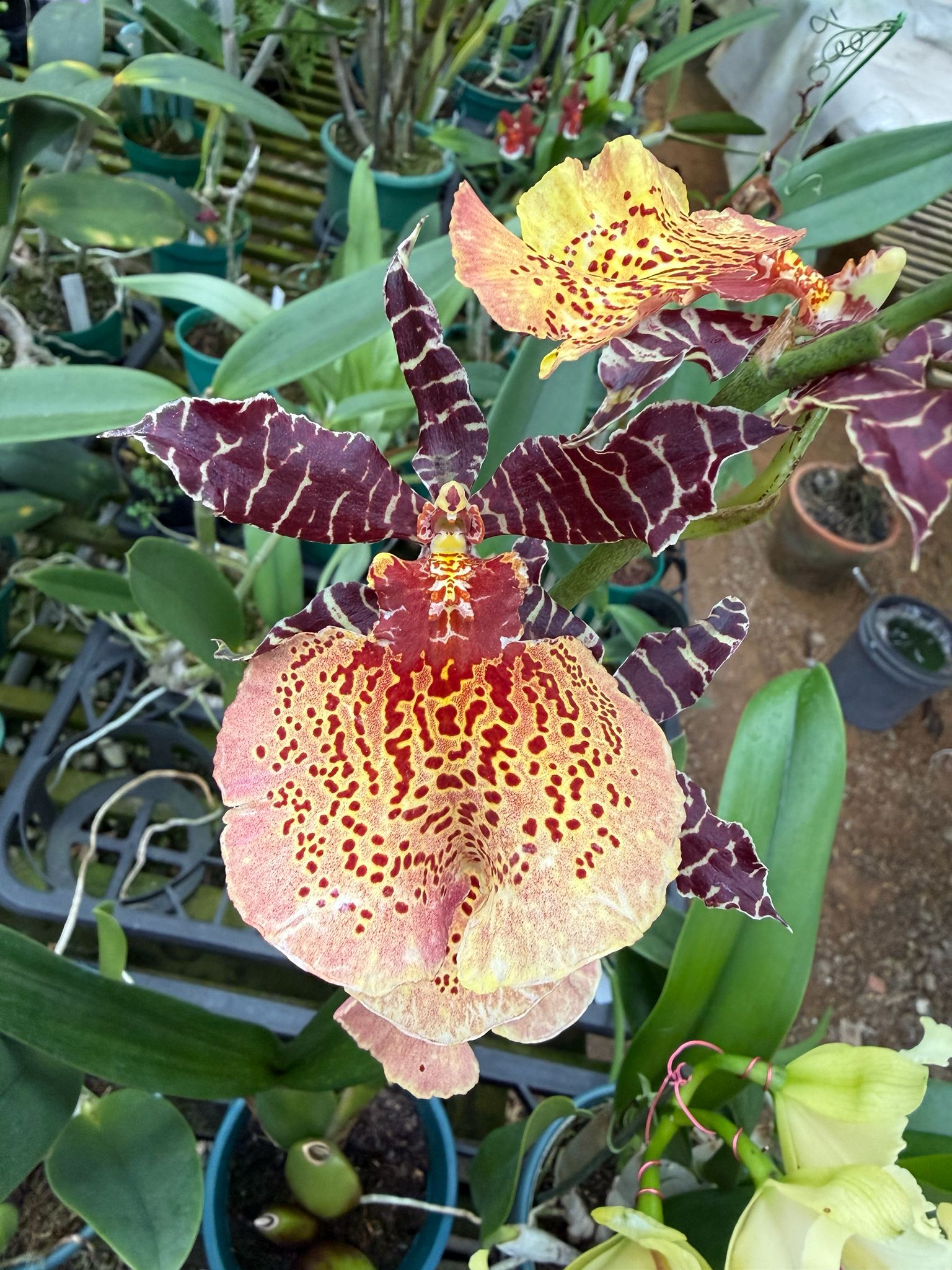 Miltassia Atztec