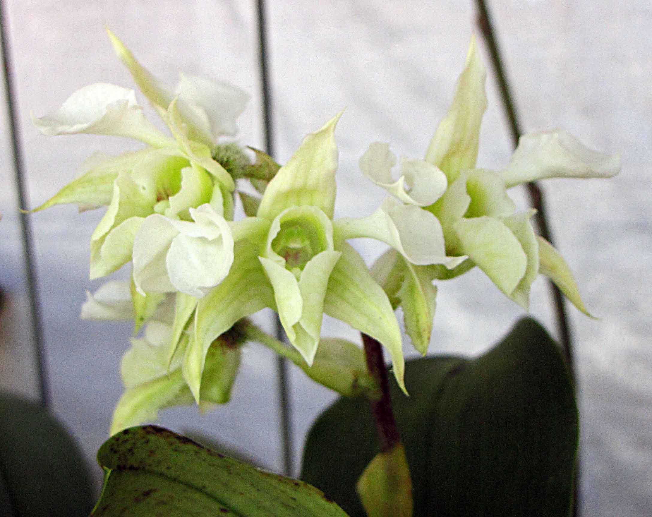 Dendrobium forbesii