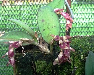 Pleurothallis (Acianthera) recurva