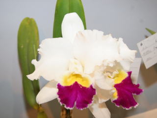 Lc. Taida Swan "Swan"