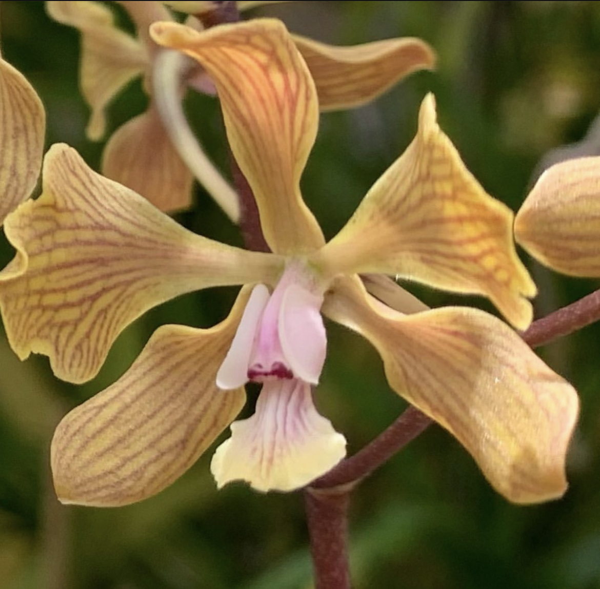 Encyclia fowleyi
