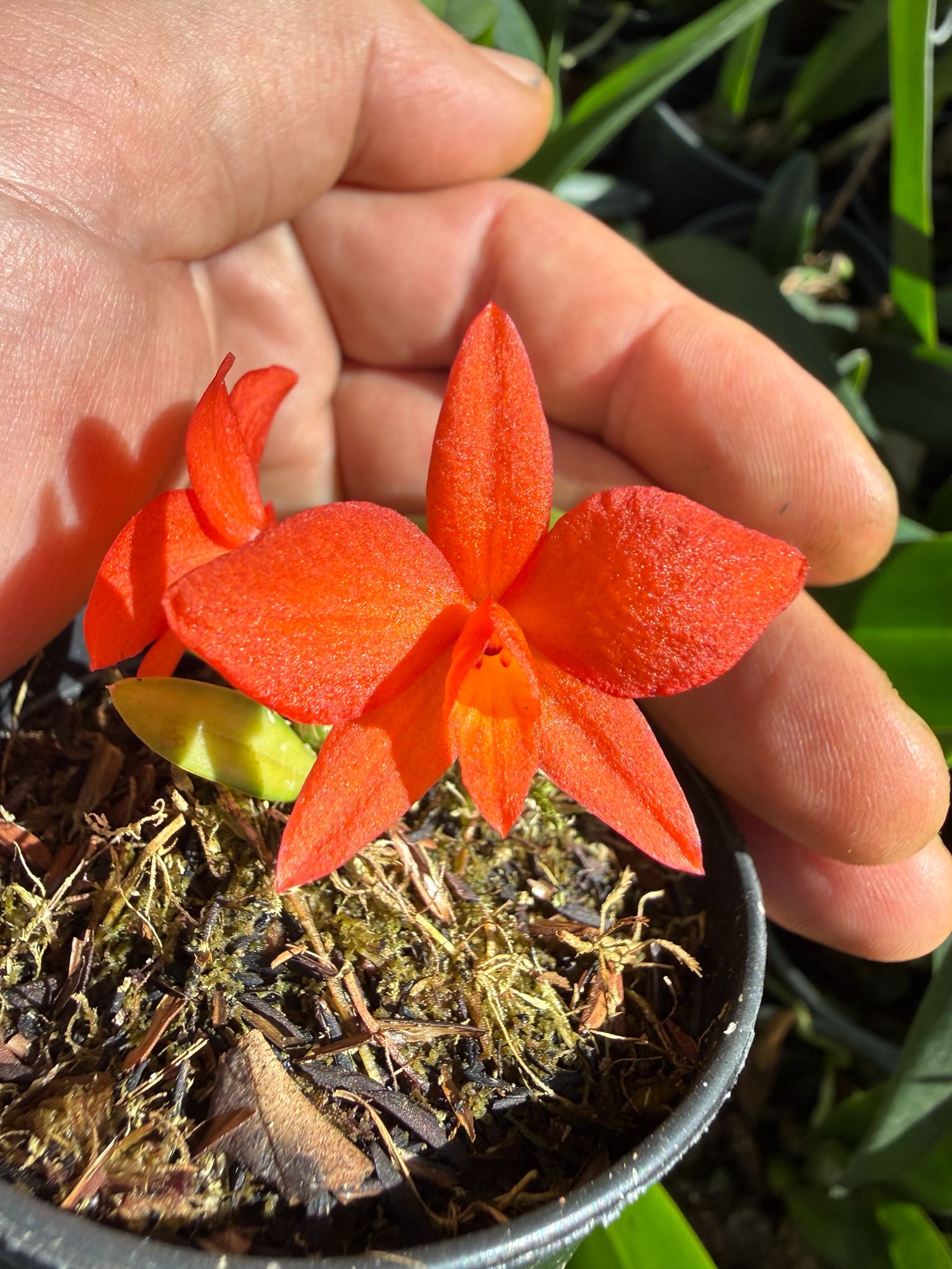 Sophronitis pygmea x cernua