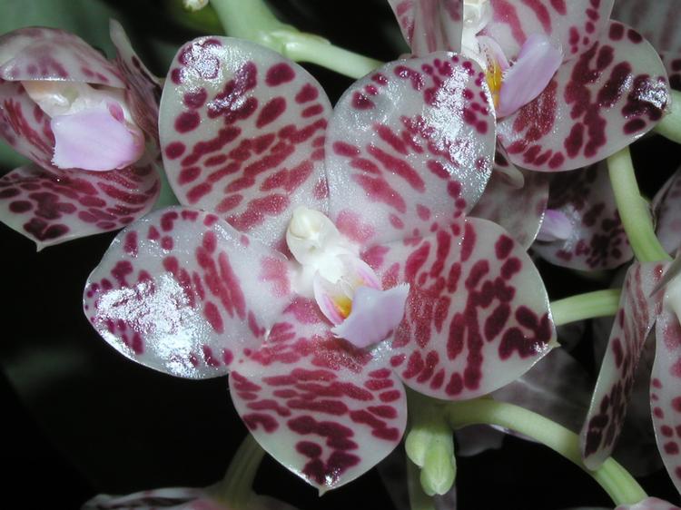 Phalaenopsis gigantea