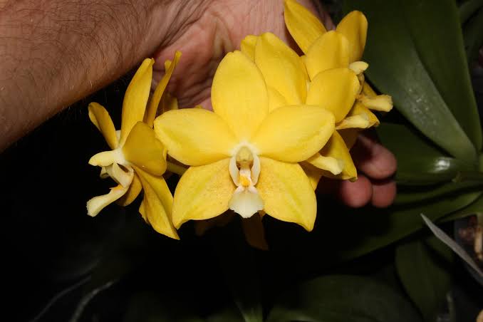 Phalaenopsis Golden Emperor "Sweet" FCC/AOS