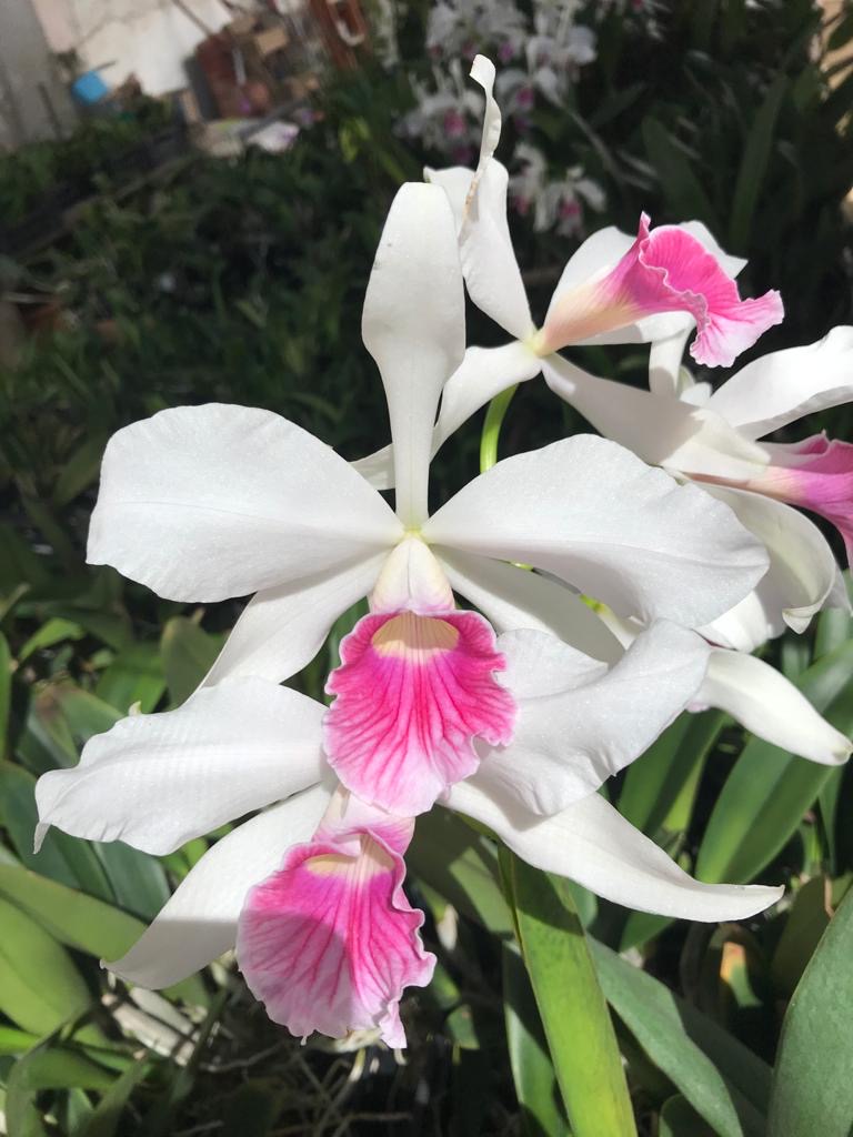 Laelia purpurata var. Carnea