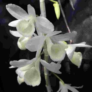 Dendrobium aphyllum var. Alba