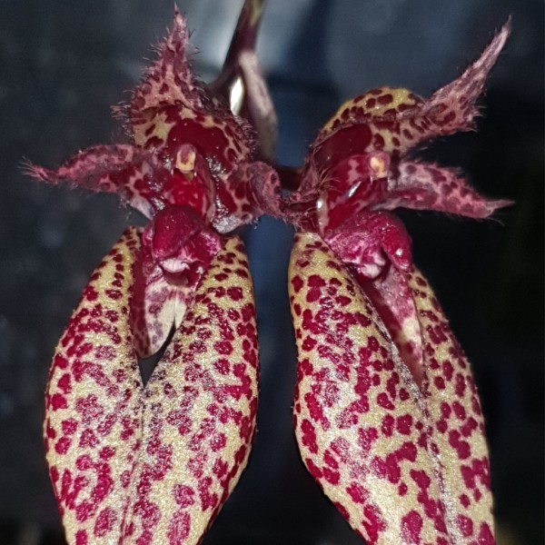 Bulbophyllum Emily Siegerist x frostii