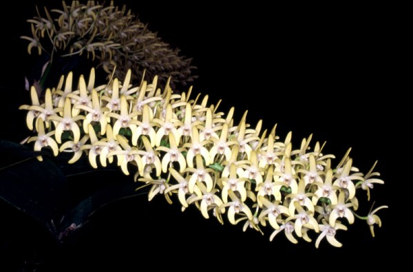 Dendrobium speciosum var. Curvicaule "Palmerstone"AM/AOS x "Daylight Moon" FCC/AOS (2065)