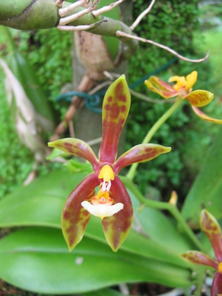 Phalaenopsis mannii "H" x "India"
