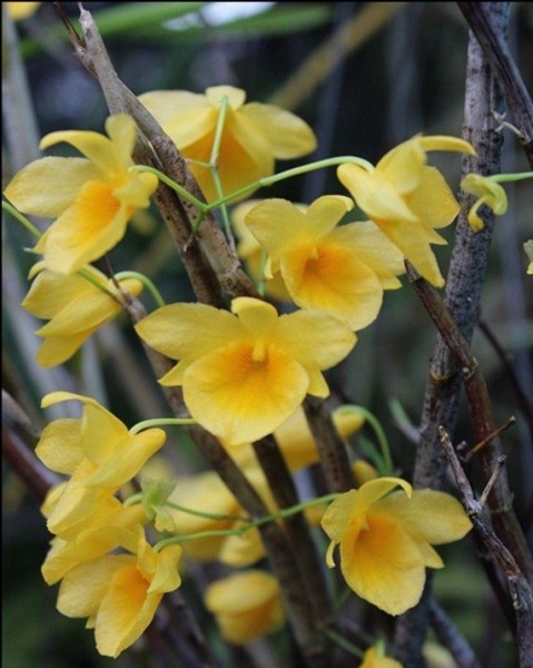 Dendrobium dixanthum