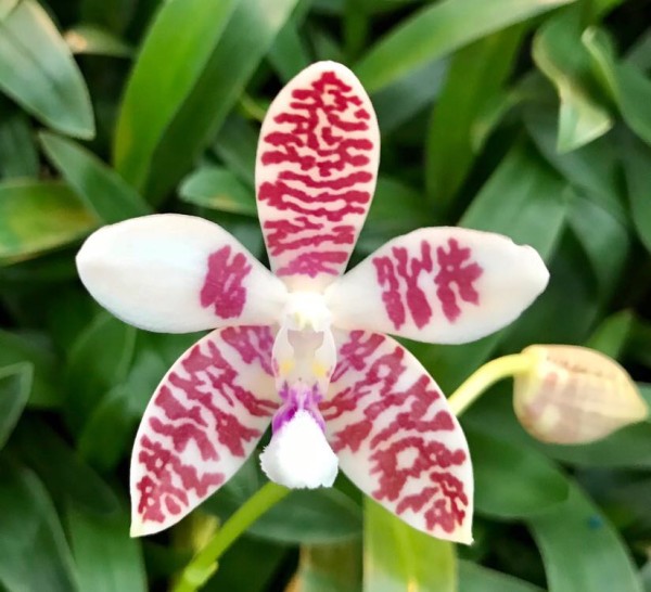 Phalaenopsis Double Shot