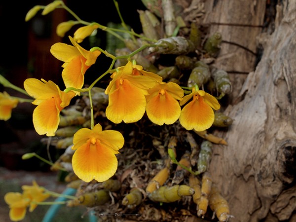 Dendrobium capillipes