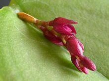 Pleurothallis (Acianthera) modestissima