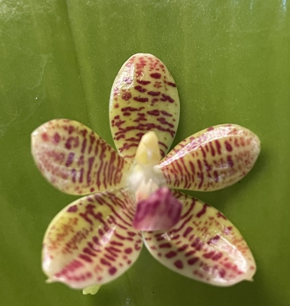 Phalaenopsis javanica x fuscata