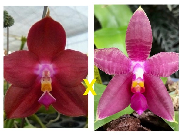 Phalaenopsis (Ambotrana x violacea) x Ld´s Bear King