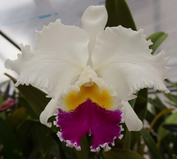 Lc. Mikkie Nagata "Orchidlibary"