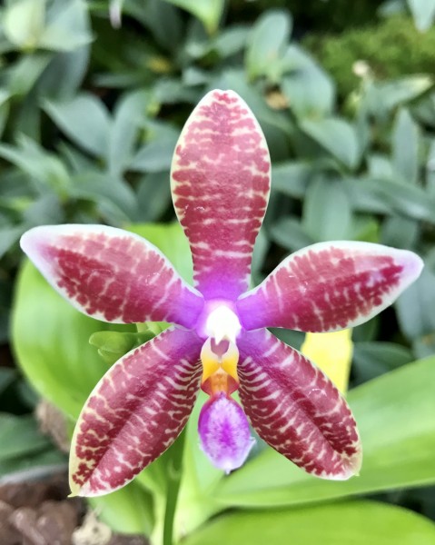 Phalaenopsis Luedde-violacea x speciosa Red