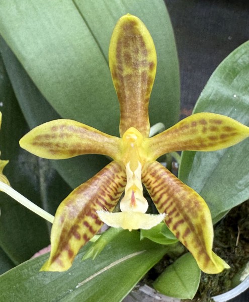 Phalaenopsis (micholitzii x mannii "Flava") x mannii "Flava"