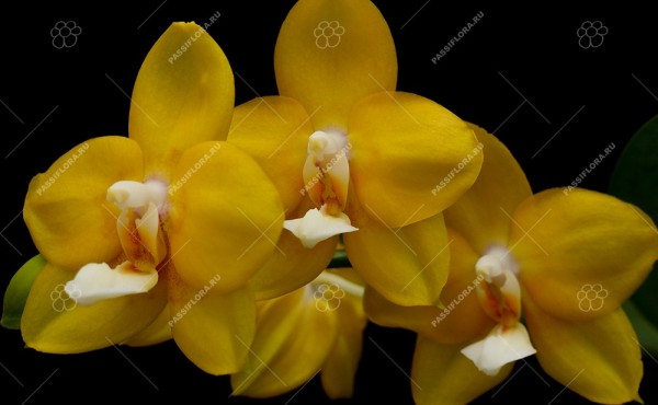 Phalaenopsis Allura "Temple of Gold"