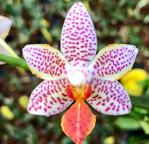 Phalaenopsis (Mini Mark x lueddemanniana)