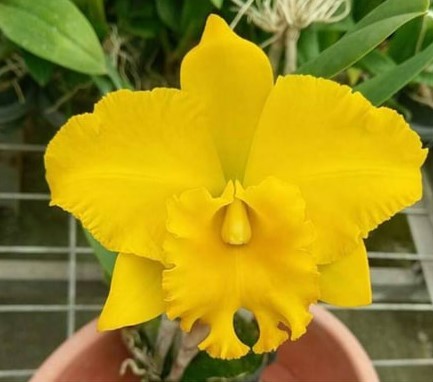 Rlc. Songher Gold