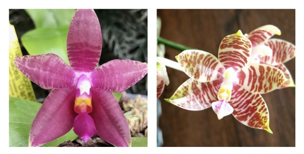 Phalaenopsis (Ambotrana x violacea) x (Trecelyn Lopez Ramon x Zeng Min Tyrannosaurus)