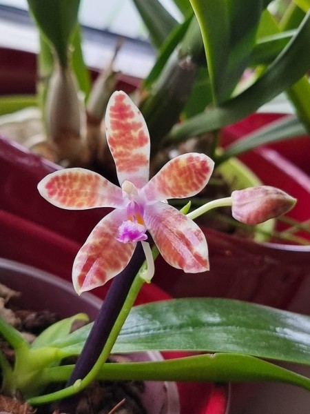 Phalaenopsis speciosa x Little Fox
