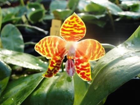 Phalaenopsis Ambonosa