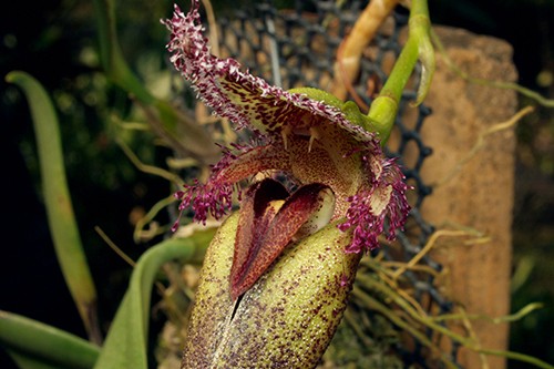 Bulbophyllum fascinator var. Hempaliana