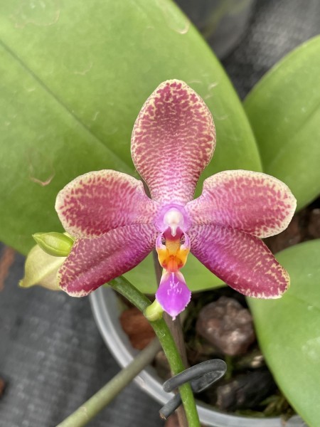 Phalaenopsis SIOs Celebes Sea x Yin´s Bellina Queen