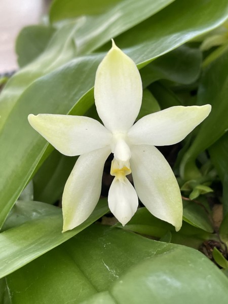 Phalaenopsis Princess Kaiulani "Flava" x Buena Jewel
