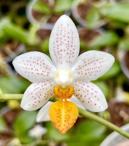 Phalaenopsis Mini Mark `Maria Theresa` AM/AOS