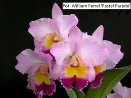 Potinara William Farrel "Pastel Palette"