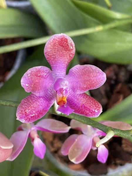Phalaenopsis (celebensis x mariae) x Yin´s Bellina Queen