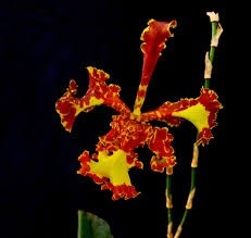 Oncidium (Psychopsis) Mariposa Special "Tree Lips"