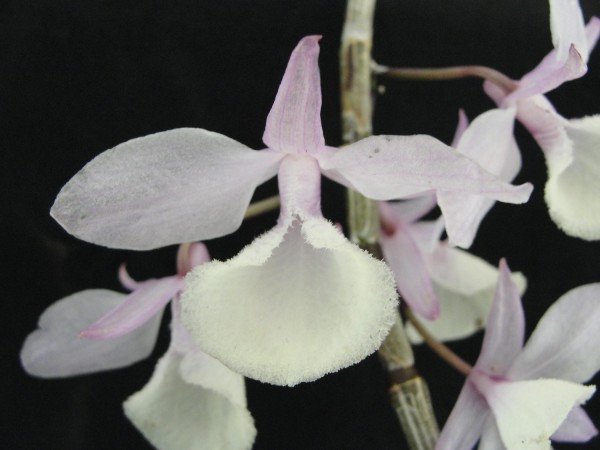 Dendrobium piradii