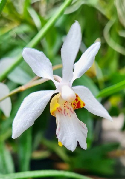 Holcoglossum Incantatio (lingulatum x wangii)
