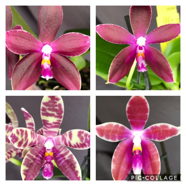 Phalaenopsis (Jennifer Palermo x corningiana) x corningiana
