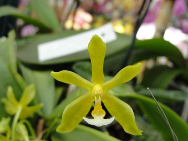Phalaenopsis mannii var. flava