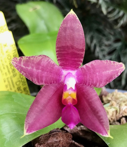Phalaenopsis Ambotrana x violacea "Dark Norton"