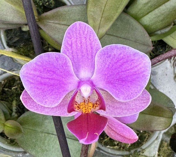 Phalaenopsis Hilda Fieck