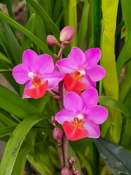 Phalaenopsis Liu´s Triprince "Pink"