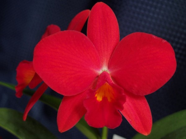 Rlc. Ability Red "Sunset Memory"