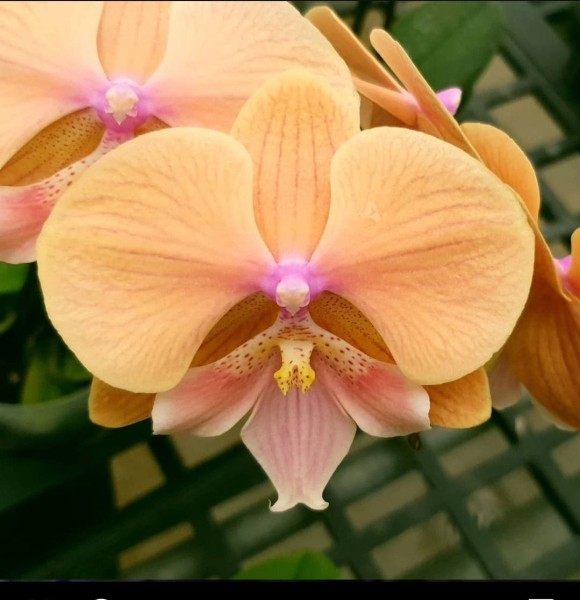 Phalaenopsis Allura "Embrace"